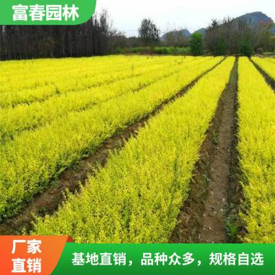 灌木亮晶女贞 小苗大苗 叶片金黄 造型优美 喜光 耐寒绿化苗