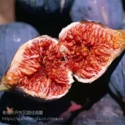 波姬红无花果树苗 大青皮无花果树苗价格 品种齐全