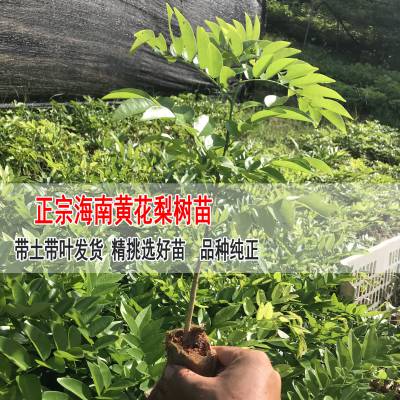 供應黃花梨苗廣西黃花梨黃花梨供應商玉林苗木商