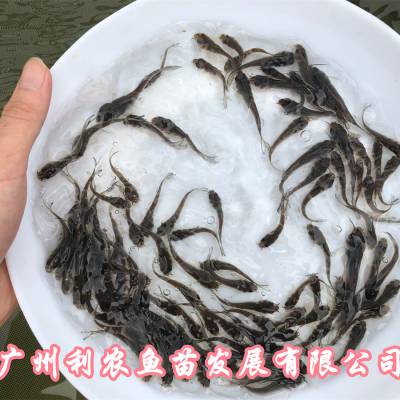 浙江舟山叉尾鱼苗批发浙江义乌鮰鱼苗出售