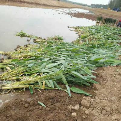 盆栽再力花苗 水生植物 基地绿化苗木批发 各种规格