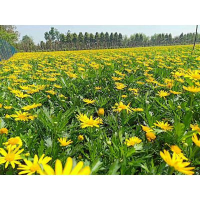 四川木春菊16杯子花卉花镜一年生两年生花卉价格大量批发