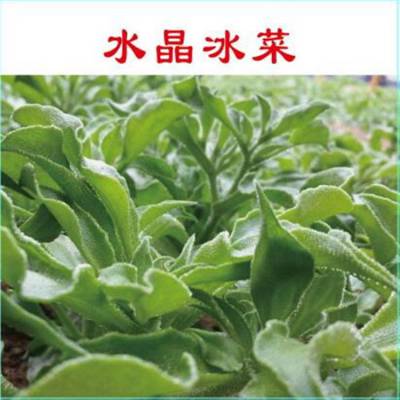 蔬菜种子 冰草种子价格种植技术 益丰农业公司