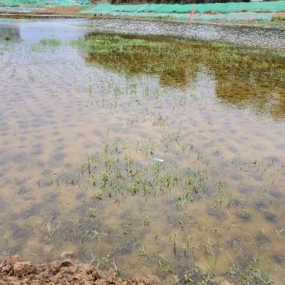 河道淤泥固化生态修复治理磷超标