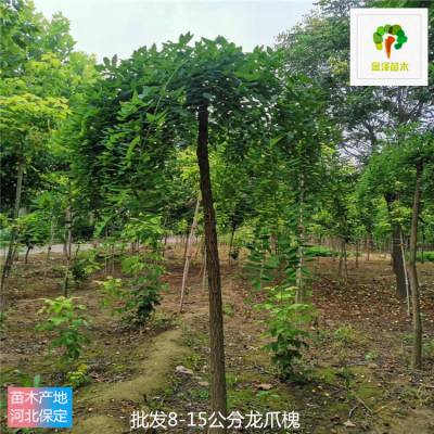 金泽苗圃场-12cm龙爪槐-指树挖树-园林植物