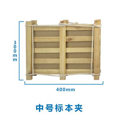 Ӧֲ걾 Ҷ ״ 23*15cm 
