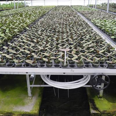 博超潮汐苗床适用于温室大棚养花育苗可移动植物生长托盘