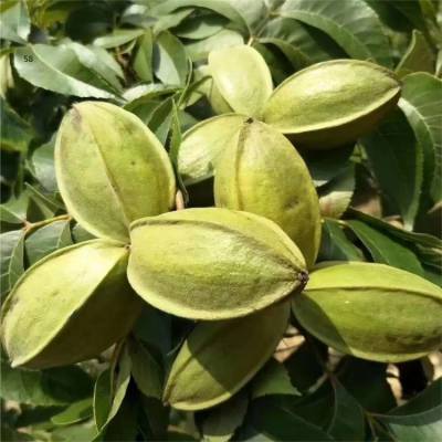 长山核桃苗子 长山核桃苗子 长山核桃苗子 长山核桃苗子 长山核桃苗子 长山核桃苗子 长山核桃苗子 长