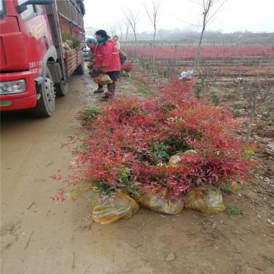 哑柏樱花-绿化树苗批发-西北苗木基地