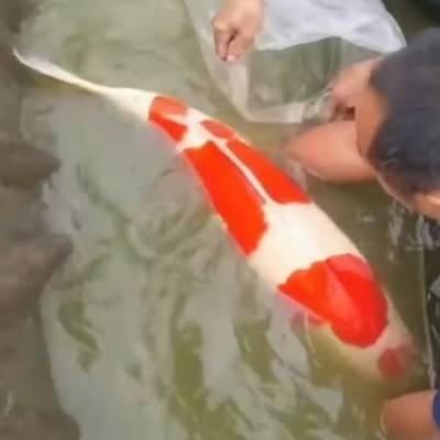 大日红白锦鲤 进口锦鲤鱼 锦鲤养殖场