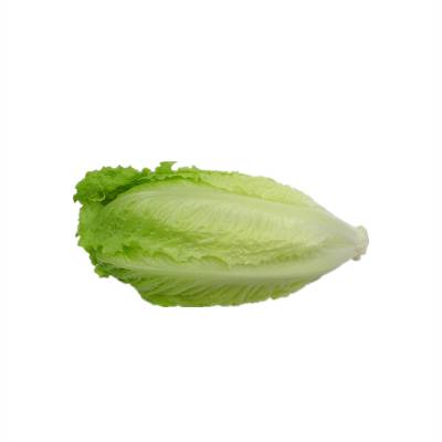 ʹɫ߲˿ɳʳ۲ŵƵ깩Ӧֱȫ