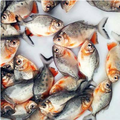 暖水性鱼类红鲳鱼苗 铜盘 烟带鲳苗 法地鲳鱼苗受大众青睐