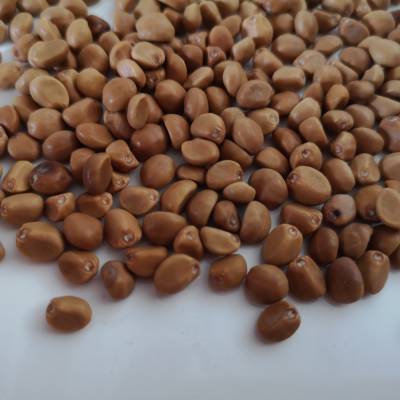 拐子豆价格野生拐子豆中药拐子豆图片