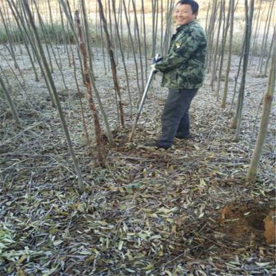 栾树价格，栾树小苗基地批发，栾树苗木树形好