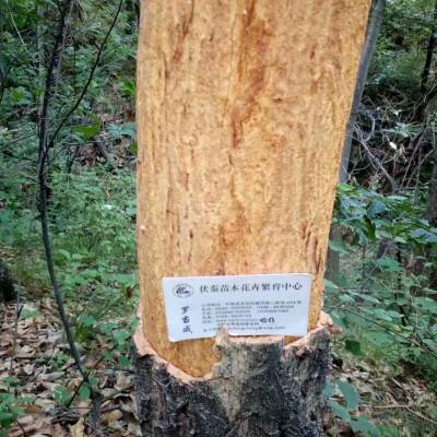 供应栓皮栎种子500吨