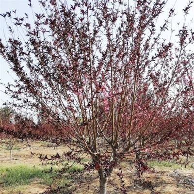 红叶碧桃10公分12公分红叶青叶碧桃菊花碧桃树