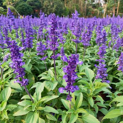 蓝花鼠尾草种子室外庭院耐寒花籽四季播种开花一串兰花种籽子盆栽