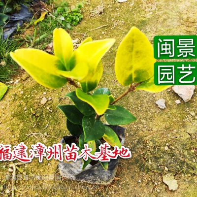 ɭŮ 15-30 ԰ճ