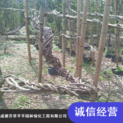 绿化精品紫藤苗_芳草芊芊爬墙紫藤苗_水生紫藤苗种植基地