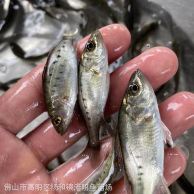 外塘養殖淡水海鱸魚魚苗花鱸魚苗 港明水產深海七星鱸魚苗信譽保障