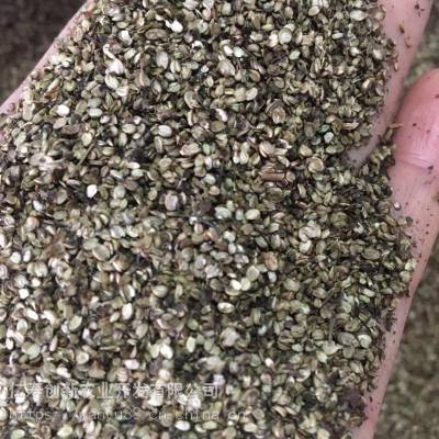 泽泻种子出售,泽泻育苗种植技术,泽泻基地育苗方案