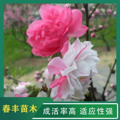 春丰苗木 寿星桃2元一棵 树形丰富 花香四溢 花团锦簇 精致美丽