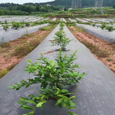 盖草地布-黑色编织1.6m宽盖草布厂家地面果树大棚抑制杂草生长