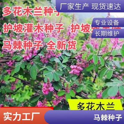 灌木种子马棘种子紫穗槐刺槐猪屎豆多花木兰银合欢公路绿化护坡固土草种籽