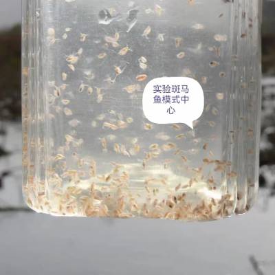 科研用大型溞纯种实验用科研用大型溞纯种科研用大型溞纯种