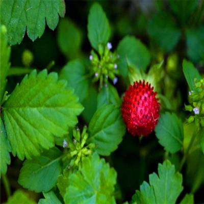 基地直销宿根花卉草本蛇莓地被草花盆栽蛇莓基地市政道路绿化