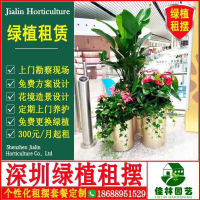 绿植租摆发财树绿植租赁绿植-佳林园艺这定期上门养护