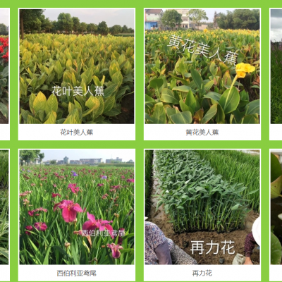 常州市水面种植浮岛 绿化改造工程 高效生态浮岛工艺