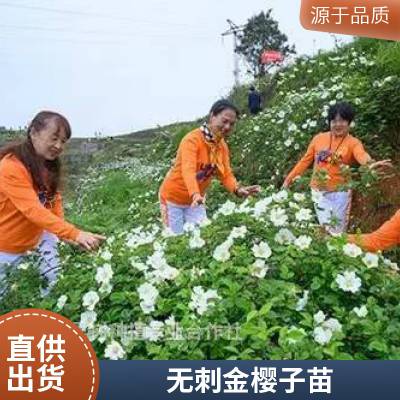 2026创业致富新项目 无刺金樱子的种植