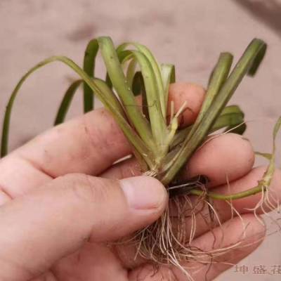 山东水藻种植基地,苦草金鱼藻沉水植物批发