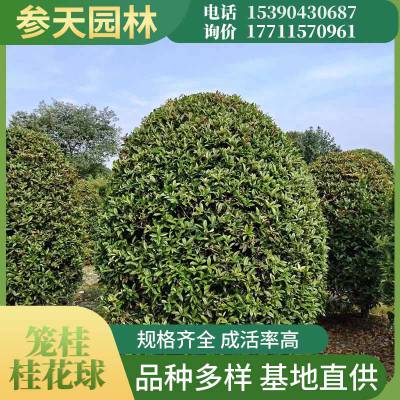 桂花球 笼桂基地 高度冠幅200~400公分可选 工程苗木基地