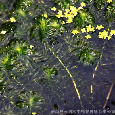 耐寒轮叶黑藻苗 零下40度地区可种植 水生态修复沉水植物