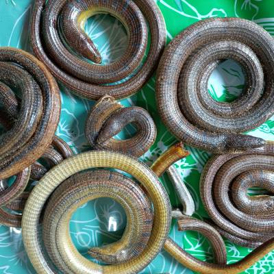 供应中药材脆蛇新货 脆蛇今日报价