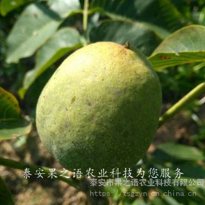 中核短枝核桃树苗价格、中核短枝核桃树苗品种有多少价格