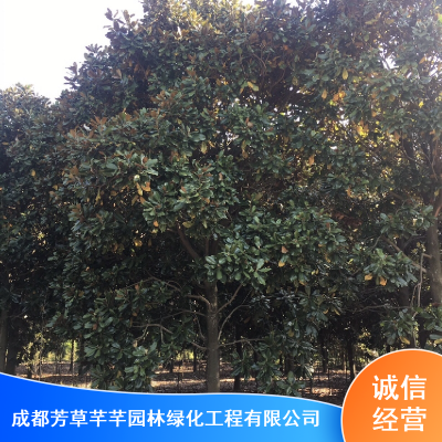 芳草芊芊广玉兰树苗_四川成都绿化苗木广玉兰_风景树广玉兰报价