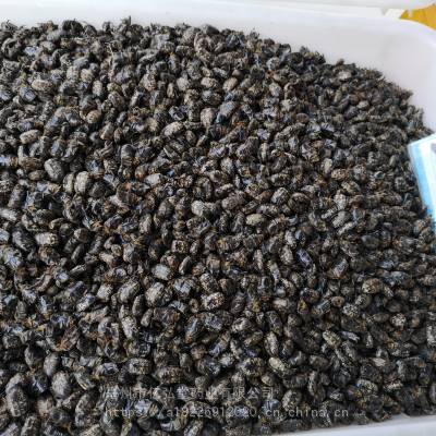 金龟子的功效与作用-当年货小青花金龟价格