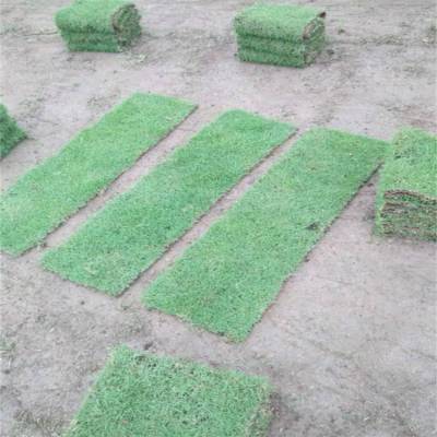 公路绿化草坪 广东马尼拉草 广场绿化草坪 再生性好