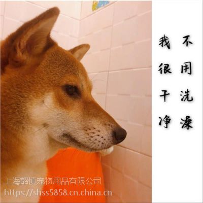 上海日本柴犬幼犬 喂养日本柴犬幼犬 水云庄柴犬犬舍供价格 中国供应商