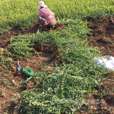 种植基地小叶扶芳藤工程绿化苗批发