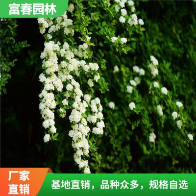 三裂绣 线菊 花坛花镜绿化 景区园林园艺观花造景 植物