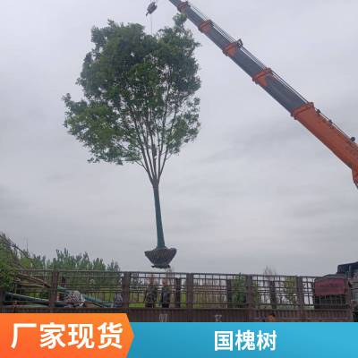 园林工程绿化建设精品国槐 景区观赏国槐树 一站式苗木基地直供