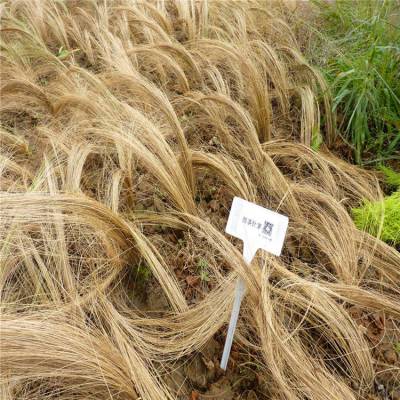 盆栽細莖針茅營養袋細葉針茅青州觀賞草基地墨西哥羽毛草