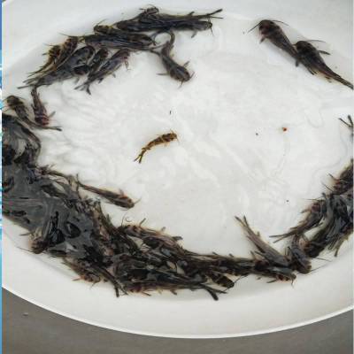 清远黄颡鱼鱼种批发市场