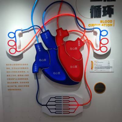 生命健康馆 人体构造 科技展品 科普展品 展馆设计 科技馆建设 教学仪器 血液循环