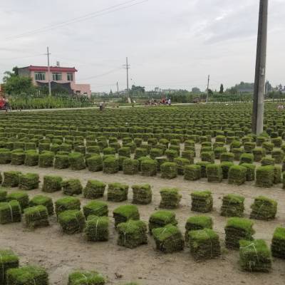 草坪台湾2号 台湾草 混播草 剪股颖草