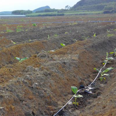 香蕉用单滴灌和双滴灌效果 大水大肥一体化灌溉系统